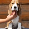 beagle - tango 5